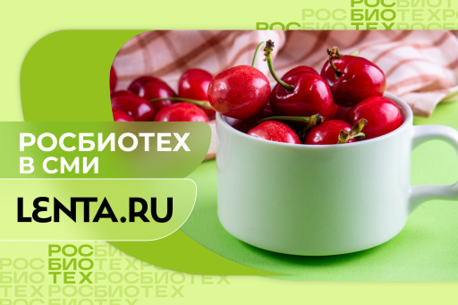 Россиянам рассказали о признаках спелой черешни