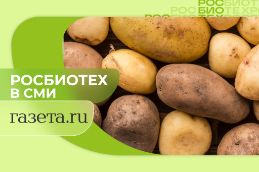 Россиянам ответили, можно ли есть проросший картофель