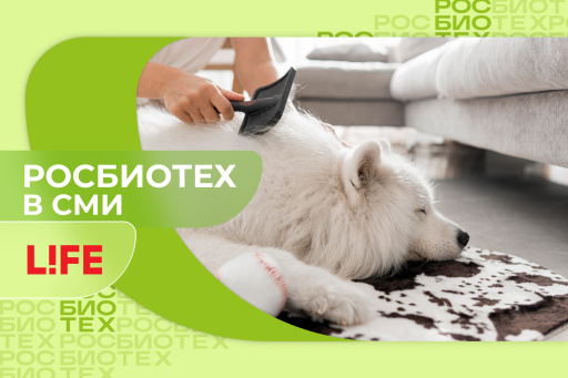 Эксперт РОСБИОТЕХа объяснила, как ухаживать за шерстью питомцев в жару
