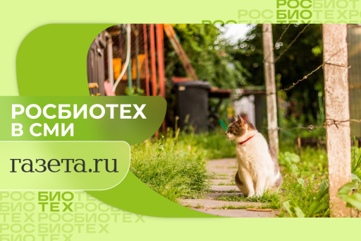 Россиян предупредили, почему нельзя гладить уличных кошек