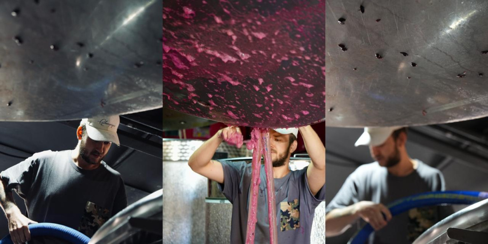 Выпускники РОСБИОТЕХа стали номинантами премии «Лучший выпускник по специальностям "Виноградарство и виноделие"»