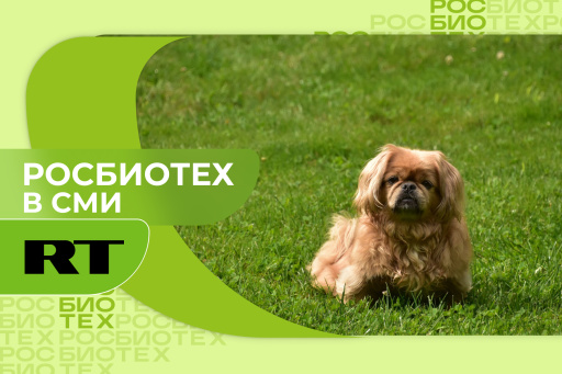 Названы породы собак, которые наиболее уязвимы к перегреву на солнце